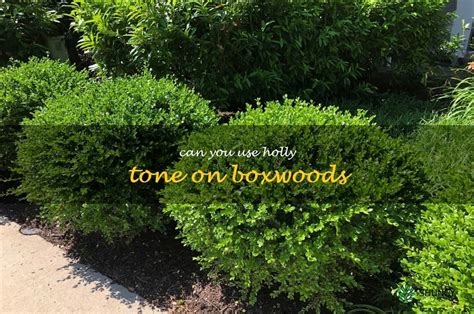 Boxwoods And Holly Tone Is It Safe To Feed Your Shrubs Shuncy