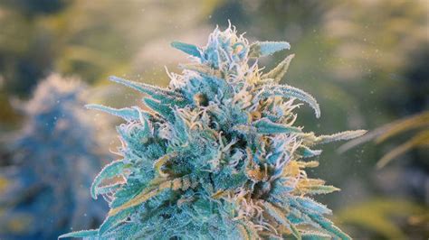 Blue Dream Cannabis Strain Review Effects Appearance Flavor