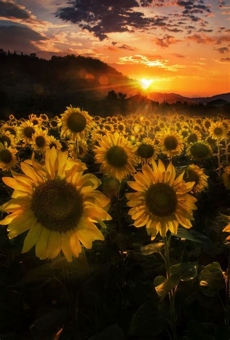 Sunset Among Sunflowers Sunflower Pictures Sunflower Fields