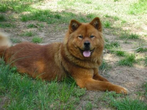 List Of Popular Chow Chow Mixes With Pictures