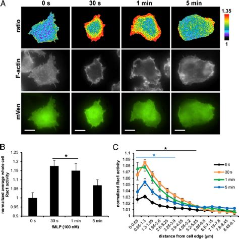 Rac1 activation dynamics during fMLF response by macrophages. (A ...