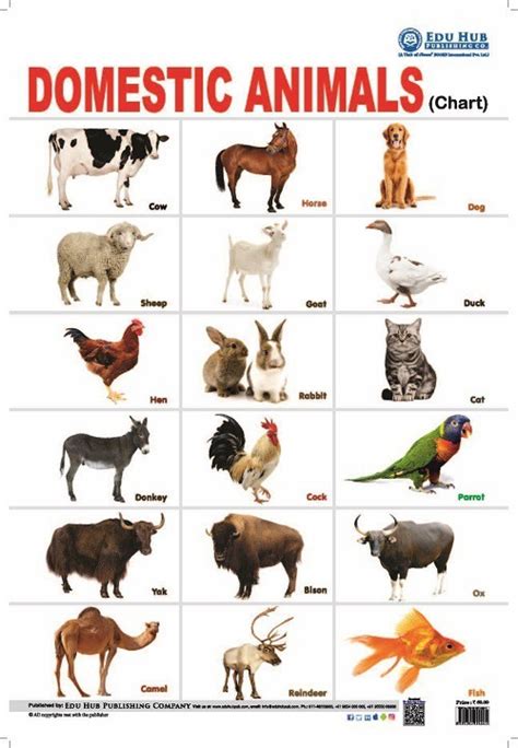 Domestic Animals Chart Buy Domestic Animals Chart Online At Best