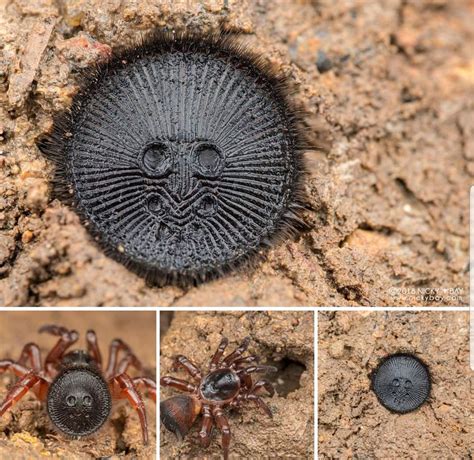 The Chinese Hourglass Spider Cyclocosmia Latusicosta