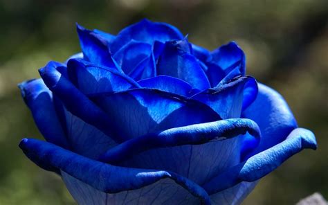 Flor Rosa Azul