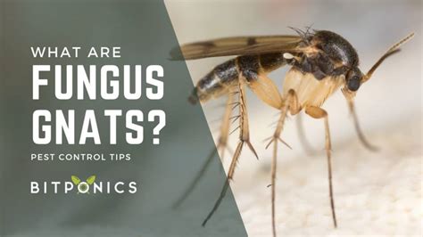 How To Get Rid Of Fungus Gnats And Why You Absolutely Should