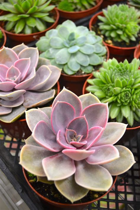 Succulent Plants With Flowers