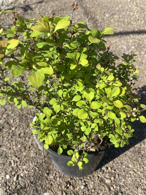 Dwarf Japanese Barberry Gold Nuggett Sagebrush Nursery