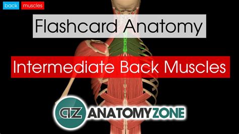 Intermediate Back Muscles Anatomyzone