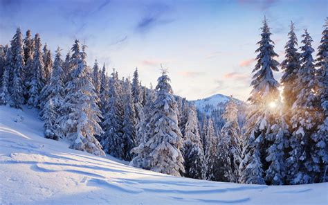 Nature Landscapes Trees Forest Mountains Winter Snow Seasons Sun