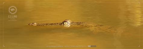 Saltwater Crocodile Lurking In The River Csling Photography