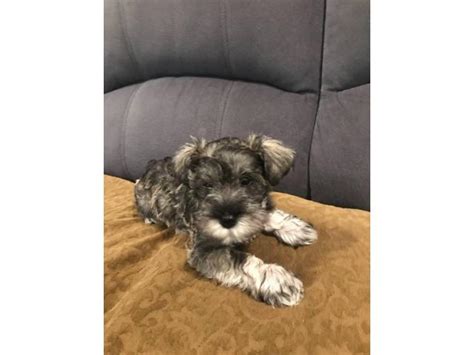 Both puppies are very lovely natured and are starting to display their personalities. 2 Mini Schnauzer Puppies for Sale in Los Angeles ...