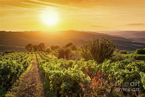 Vineyard Landscape In Tuscany Italy Wine Farm At Sunset Photograph By