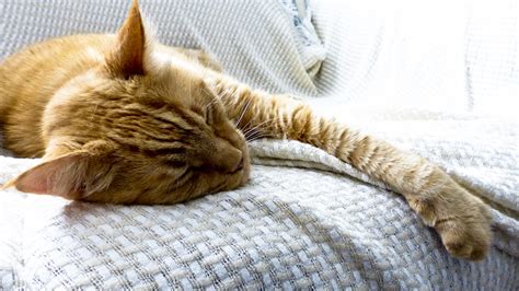 Sleeping Orange Tabby Cat Free Stock Photo Public Domain Pictures