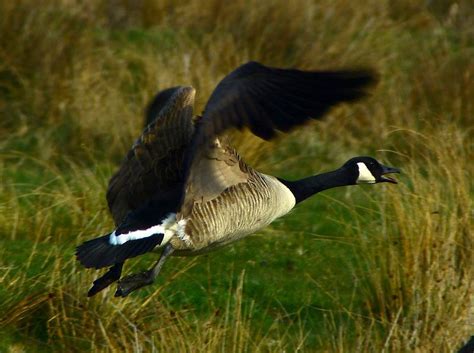 Taking Off Canada Goose Goose Waterfowl