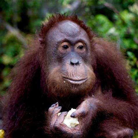 Orangutan Eating Orangutan Eating Photo By Ben Cunningham… Flickr