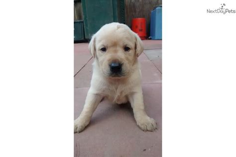 White lab pupies goldenacresdogs from white lab puppies for sale. Puppies for Sale from Snow White Lab Kennels - Member ...