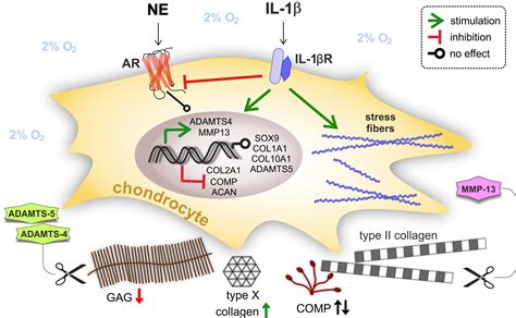 ijms free full text role of norepinephrine in il 1β induced chondrocyte dedifferentiation