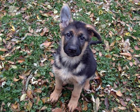 Buy and sell german shepherd puppies & dogs and almost anything on gumtree australia. German Shepherd dog puppy.jpg (5 comments) Hi-Res 1080p HD