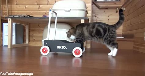 Maru On The Move Watch The Internets Favorite Cat Push His Wagon