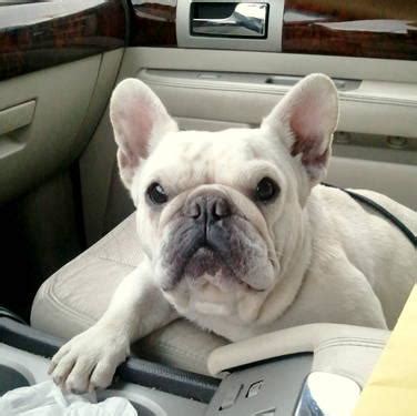 List of popular french bulldog mixes. French Bulldogs and French Bulldog Mix-Breeds for Sale in ...