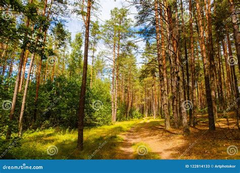 Путь в зеленом ландшафте леса соснового леса Стоковое Изображение