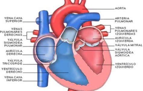 El Esquema Muestra Las Cavidades Válvulas Del Corazón Las Arterias Y