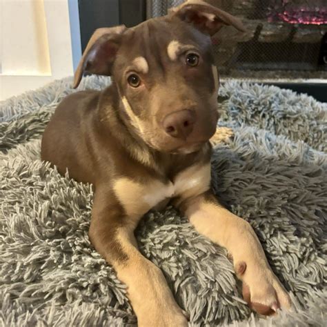 Happy Tails Dogs - Beautiful Together Animal Sanctuary