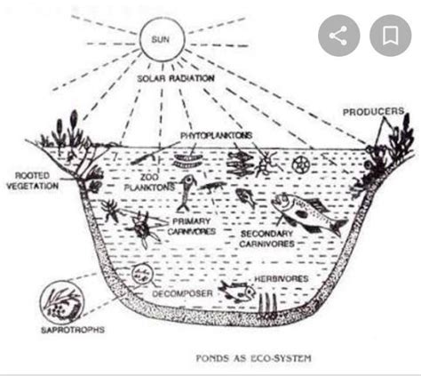 9 What Is An Ecosystem Draw A Neat Diagram Of Pond Ecosystem Brainly In