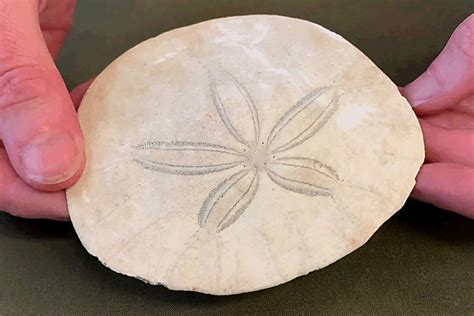 The Peculiar Life Of Vancouver Islands Pacific Sand Dollar West