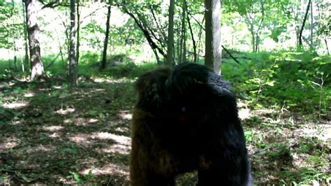 Capturing Bigfoot Episode 1 Youtube