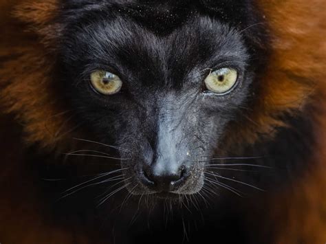 Some Of These Majestic Animals Can Only Be Found In Madagascar