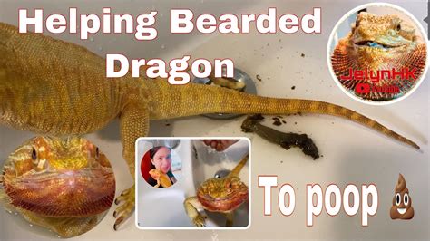 Helping Constipated Bearded Dragon To Poop Youtube
