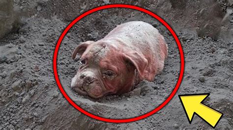 Dog Buried Alive Up To Its Head Rescued Seconds Before Death Youtube