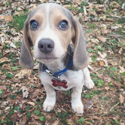 Happy Bleu Year Blue Beagle Beagle Puppy Beagle Dog