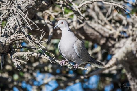 Eurasian Collared Dove Feederwatch