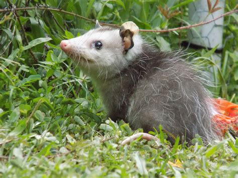 We stock a wide range of quality australian and european yarns, patterns and knit kits. Possums Compared to Opossums: What's the Difference?