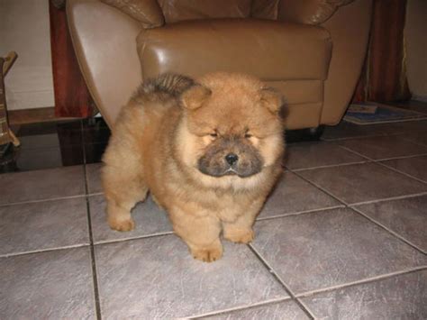27 Adorable Chubby Puppies That Look Like Teddy Bears