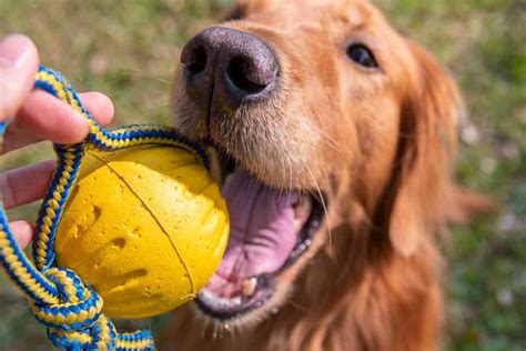 Golden Retriever Bite Force How Strong Do They Bite Retriever Advice