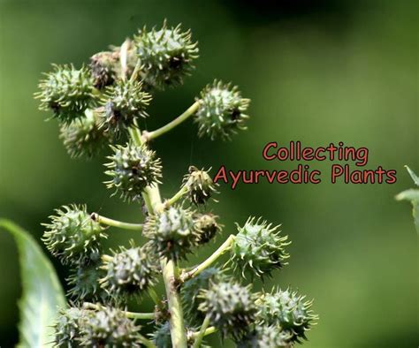 Collecting Ayurvedic Plants 18 Steps Instructables
