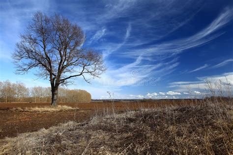 Tree Without Leaves In Autumn Field Stock Image Image Of Drawing