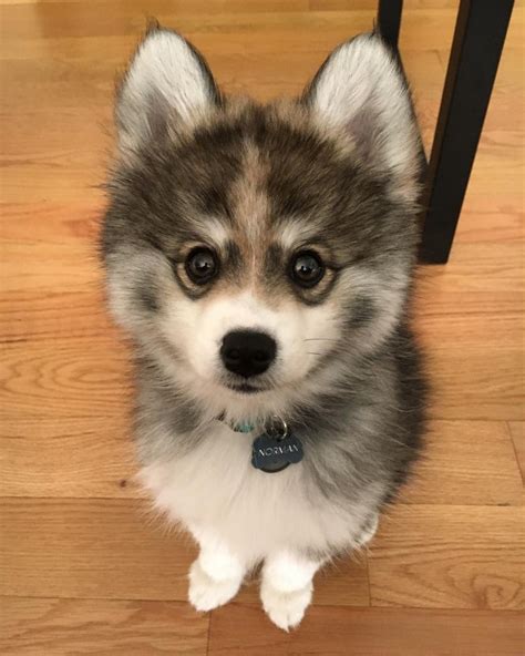 Introducing The Image Of A Cute Pomeranian Husky Mixed Dog That Hunts
