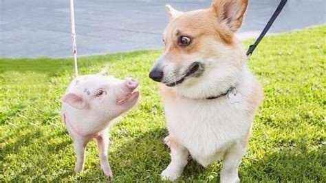 Incredible Friendship Between Pig And Dog ★ Funny Babies And Pets Youtube