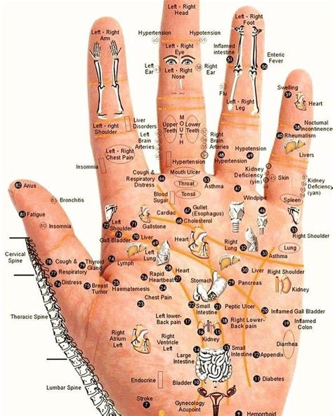 Hand Acupuncture Points Chart