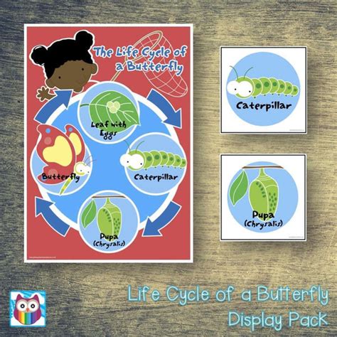 Life Cycle Of A Butterfly Display Pack Primary Classroom Resources
