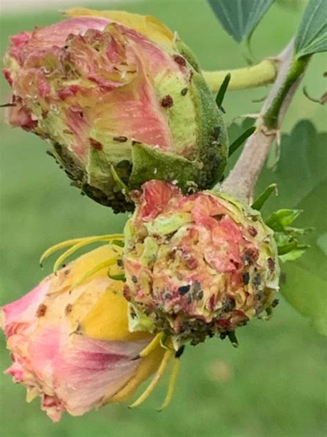 Aphids On Hibiscus Symptoms Treatments And How To Help It Bloom Again