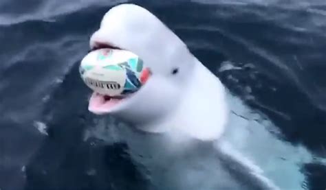 Beluga Whale Plays Fetch Is It The Russian ‘spy Whale Watch Star Mag