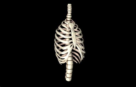 Rib Cage Accurate 3d Model With Verterbrae 3d Model Animated Obj