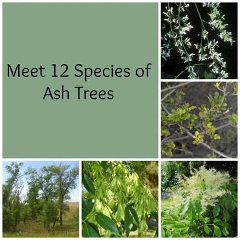 13 Types Of Ash Trees—and The Impact Of Emerald Ash Borer Shade Trees