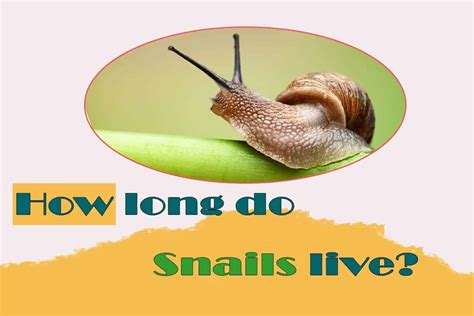 What Is The Lifespan Of A Land Snail Foliar Garden