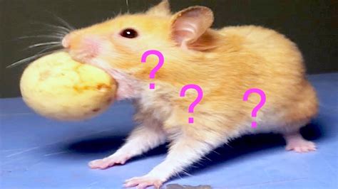 My Funny Hamster Youtube